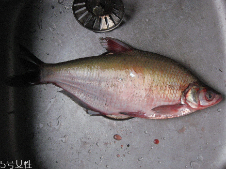 鳊魚(yú)和鯽魚(yú)哪個(gè)刺多 鯽魚(yú)刺很多