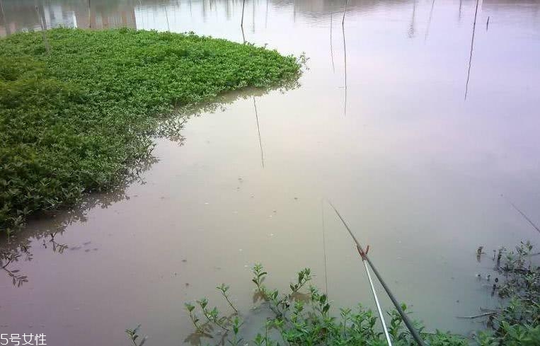 釣黃顙魚用什么打窩 牛羊骨頭或雞鴨肝臟