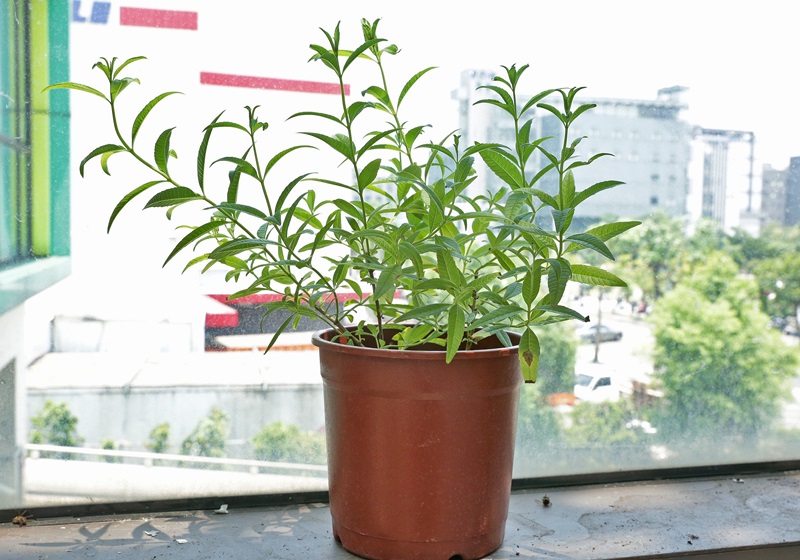 家里種什么植物可以驅蚊蟲 這些植物還能入菜