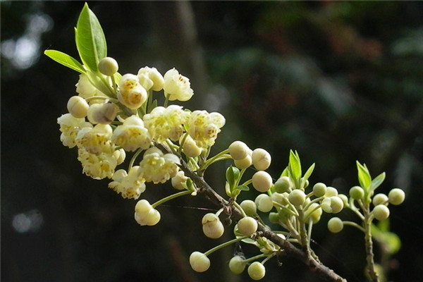 馬告是山胡椒 山胡椒怎么吃