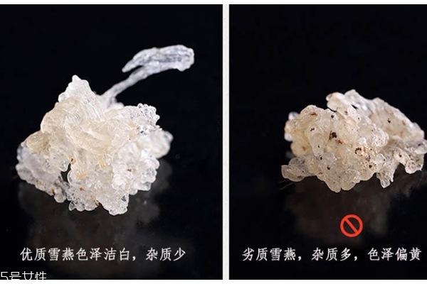 雪燕是什么顏色 雪燕好壞對(duì)比圖