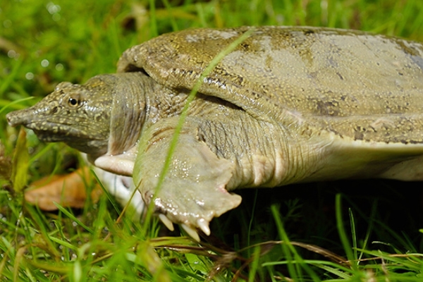 甲魚(yú)好吃嗎 營(yíng)養(yǎng)又美味