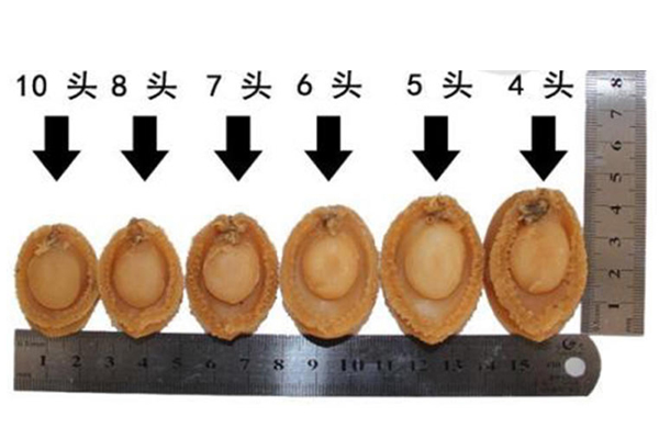 干鮑魚(yú)頭數(shù)是什么意思 一斤里含有幾只干鮑魚(yú)