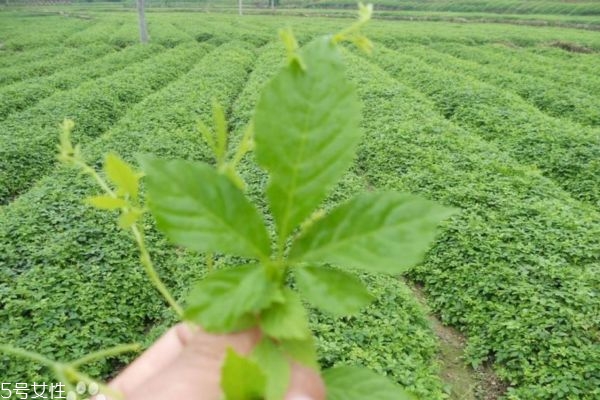 絞股藍治失眠嗎 失眠的天敵