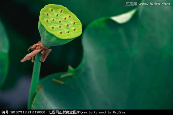 蓮蓬可以煲湯嗎 蓮蓬可以怎么吃