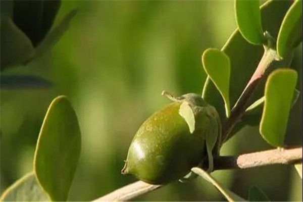 荷荷巴油會(huì)堵塞毛孔嗎 荷荷巴油是什么