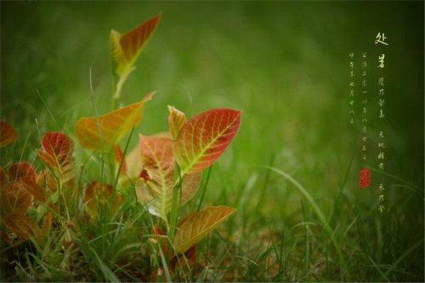 處暑可以上墳嗎 處暑應(yīng)該注意什么