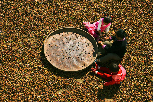 茶籽油的功效與作用 茶籽油食用的最好方法