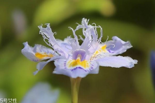 鳶尾花的花語是什么呢 鳶尾花多久澆一次水呢