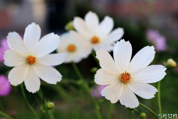 波斯菊的花語(yǔ)是什么呢 波斯菊的花期是什么時(shí)候呢