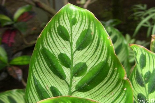 孔雀竹芋的花語是什么呢 孔雀竹芋應(yīng)該怎么種植呢