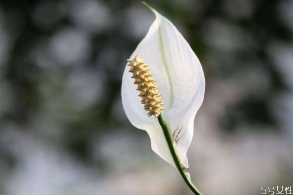 白鶴芋的花語是什么呢 白鶴芋的種植有什么注意的呢