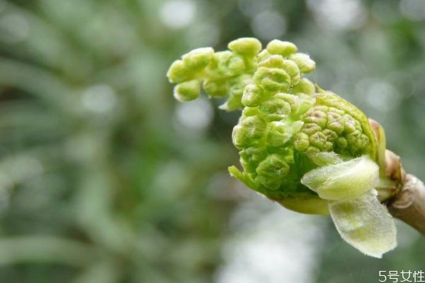 桑樹花是一種什么花呢 桑樹花有什么作用呢