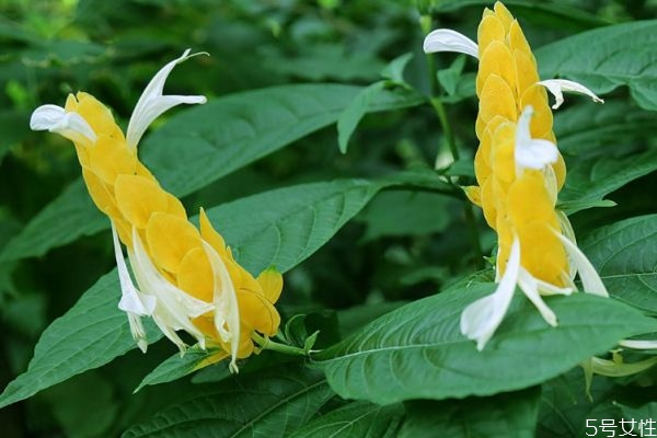 金苞花的花語是什么呢 金苞花的種植有什么注意的呢