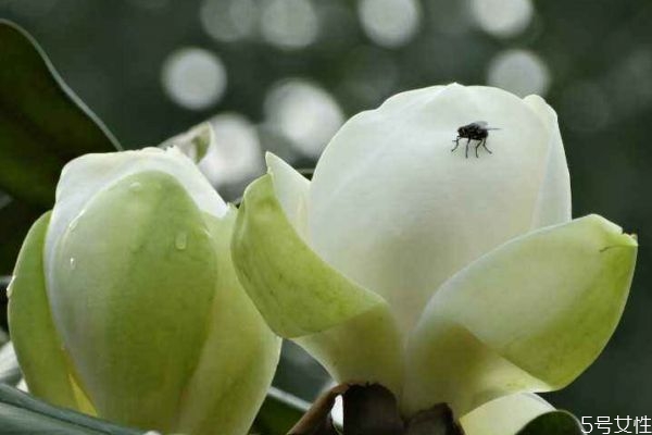 廣玉蘭的花期是什么時(shí)候呢 廣玉蘭應(yīng)該怎么種植呢