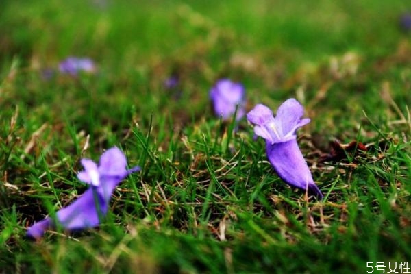 藍(lán)花楹的花語(yǔ)有什么呢 藍(lán)花楹種植需要注意什么呢