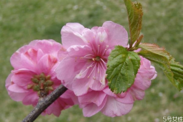 榆葉梅的花語(yǔ)什么呢 榆葉梅的種植需要注意什么呢