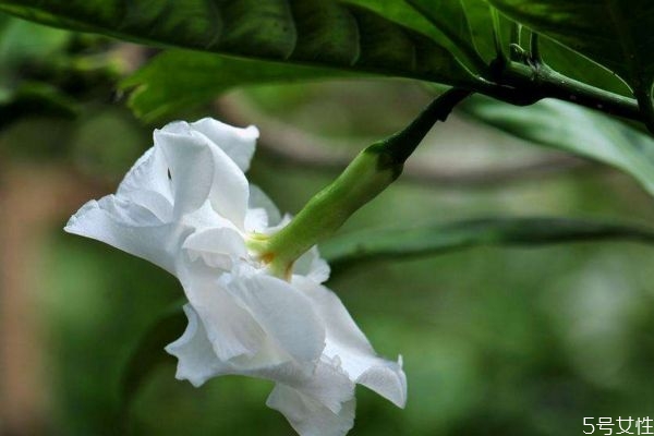 什么是狗牙花呢 狗牙花有什么作用呢