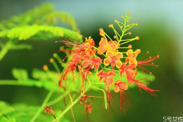 金鳳花的花語(yǔ)是什么呢 金鳳花種植有什么注意的呢