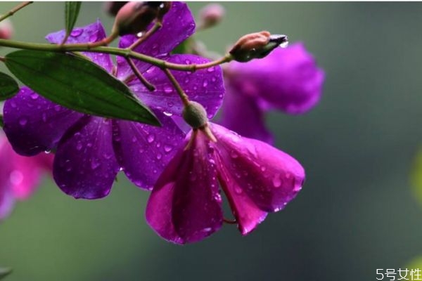 野牡丹的花語是什么呢 野牡丹的種植有什么注意的呢