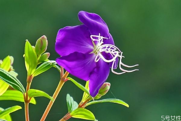 野牡丹的花語(yǔ)是什么呢 野牡丹的種植有什么注意的呢