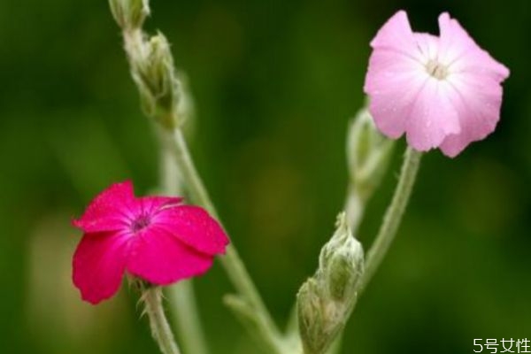 剪秋羅花的花語(yǔ)是什么呢 剪秋羅花種植需要注意什么呢