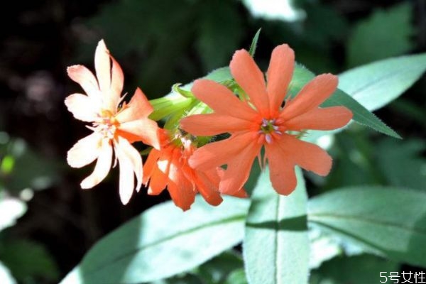 剪秋羅花的花語(yǔ)是什么呢 剪秋羅花種植需要注意什么呢