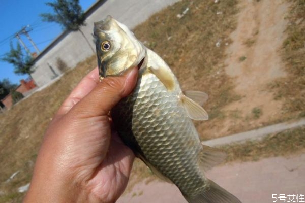 孕婦可以吃鯽魚嗎 孕婦吃鯽魚有什么注意的呢