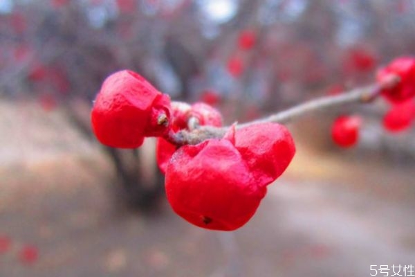 冬紅花的花語是什么呢 冬紅花的種植有什么注意的呢