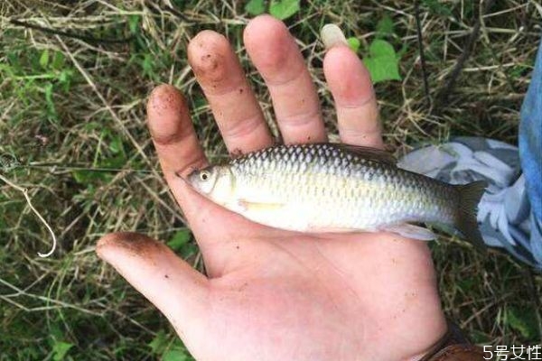 什么是麥穗魚呢 麥穗魚有什么營養(yǎng)價值呢