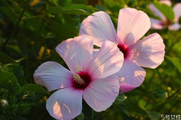 什么是芙蓉葵呢 芙蓉葵有什么作用呢