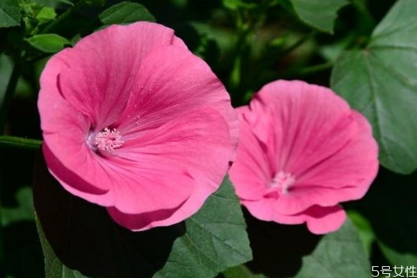 芙蓉葵的花語是什么呢 芙蓉葵的種植有什么注意的呢