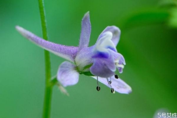 翠雀花的花語(yǔ)是什么呢 翠雀花的種植有什么注意的呢