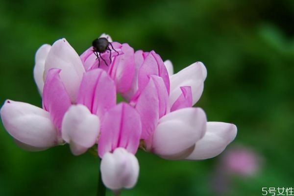 小冠花的花語是什么呢 小冠花的種植有什么注意的呢