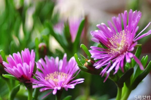 松葉菊的花語是什么呢 松葉菊的種植有什么注意的呢