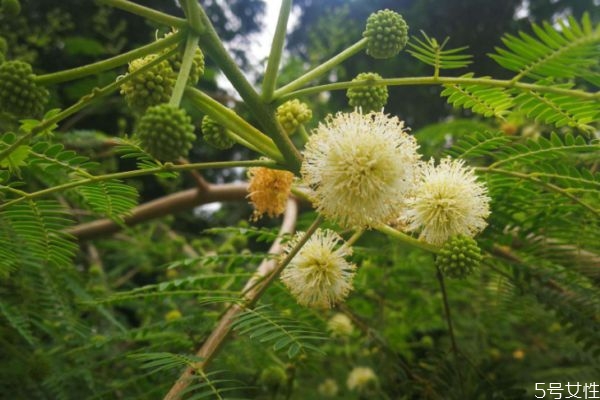 銀合歡的花語(yǔ)是什么呢 銀合歡的種植有什么注意的呢