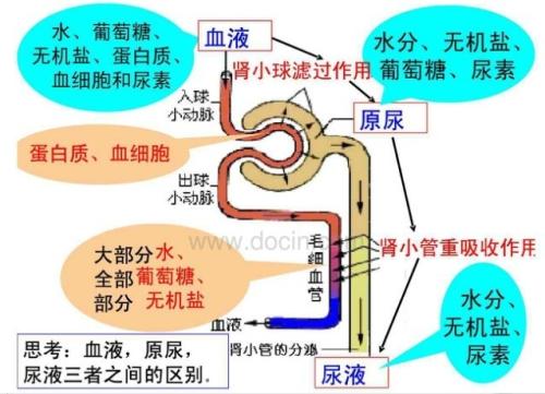 人體中含有尿素嗎 尿素過高有什么影響