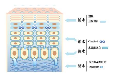 肌膚有效補(bǔ)水的小技巧 肌膚有效補(bǔ)水的方法