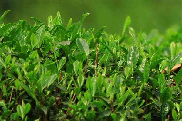 清明茶放了一年還能喝嗎 清明茶過(guò)期了還能喝嗎