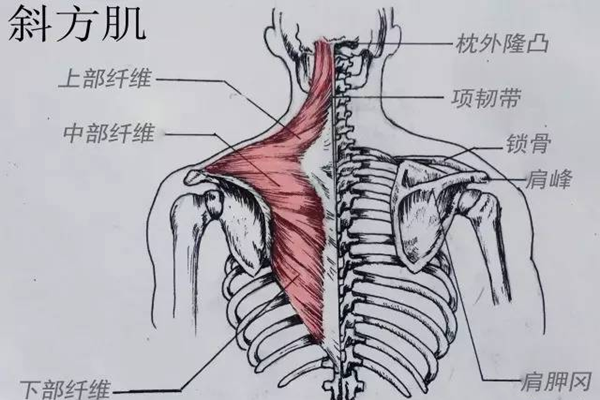 斜方肌的作用 斜方肌有什么作用