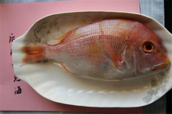 加吉魚是什么魚 加吉魚是野生還是養(yǎng)殖