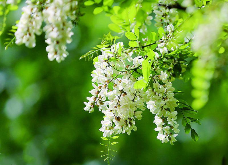 洋槐花幾月份開花 洋槐花什么時(shí)候開花