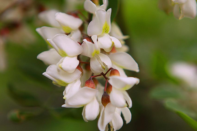 洋槐花幾月份開花 洋槐花什么時(shí)候開花