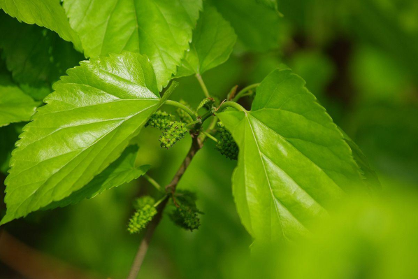 喝桑葉茶對睡眠有幫助嗎 失眠可以喝桑葉茶嗎