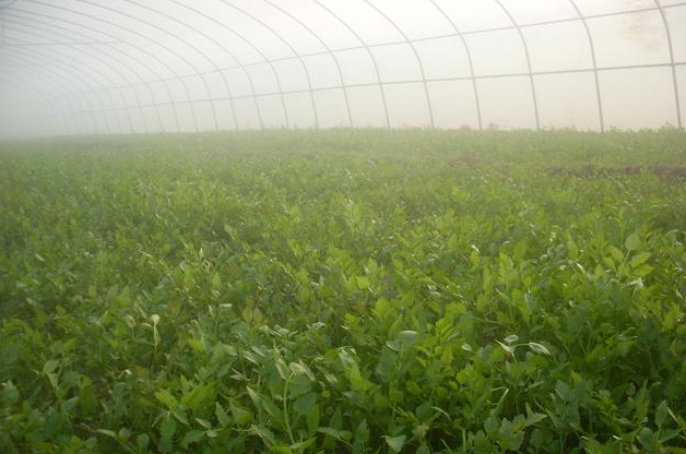 小葉芹怎么做好吃 小葉芹野菜有毒嗎