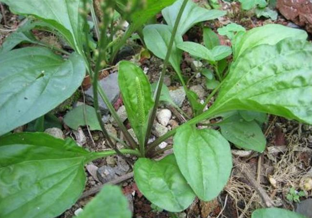 野菜放冰箱能保存多久 野菜放冰箱怎么保存