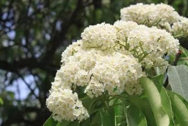 石楠花可以驅(qū)蟲(chóng)么 石楠花可以凈化空氣嗎