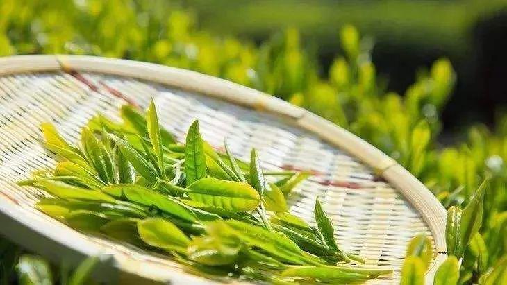 茶葉有哪些種類(lèi) 茶葉什么時(shí)候喝最好