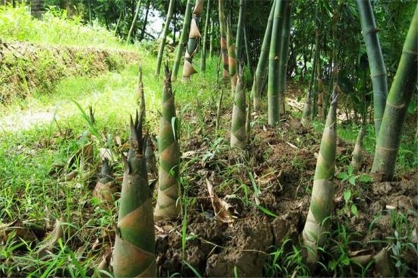 新鮮竹筍應(yīng)該怎么處理 新鮮竹筍怎么去苦澀味