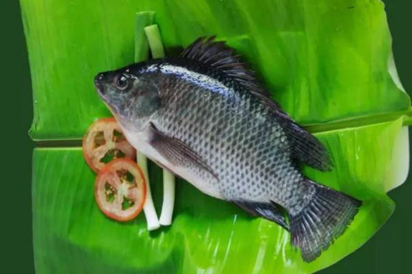 羅非魚(yú)可以生吃嗎 羅非魚(yú)可以清蒸嗎